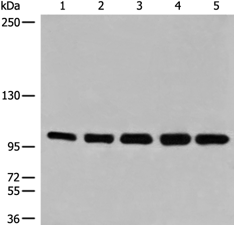 Rabbit Polyclonal Antibody to MSH2