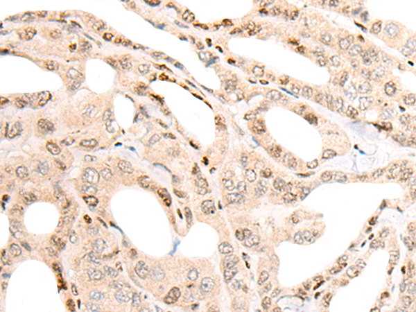 Rabbit Polyclonal Antibody to CCNY