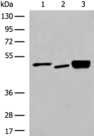 Rabbit Polyclonal Antibody to DMTN