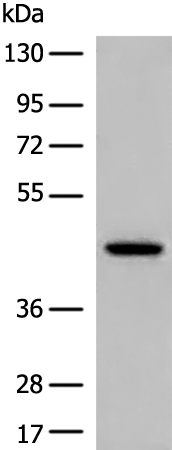 Rabbit Polyclonal Antibody to DEPTOR