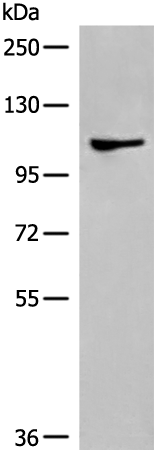 Rabbit Polyclonal Antibody to DLGAP4