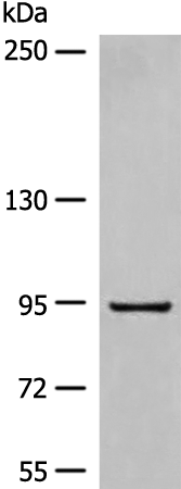 Rabbit Polyclonal Antibody to DMGDH