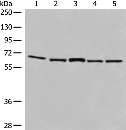 Rabbit Polyclonal Antibody to EHD1