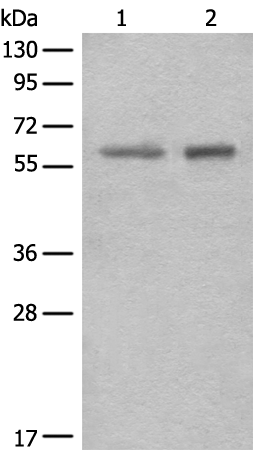 Rabbit Polyclonal Antibody to EHD3