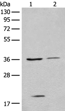 Rabbit Polyclonal Antibody to EIF2S1