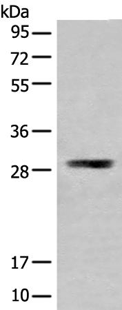 Rabbit Polyclonal Antibody to TMEM192