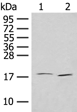 Rabbit Polyclonal Antibody to IL7