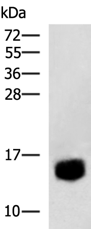 Rabbit Polyclonal Antibody to IL9