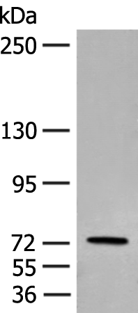 Rabbit Polyclonal Antibody to ESRP2