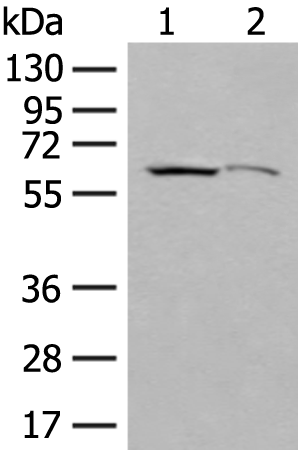 Rabbit Polyclonal Antibody to EXOSC9