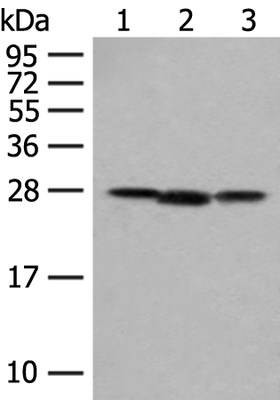 Rabbit Polyclonal Antibody to NIPSNAP2