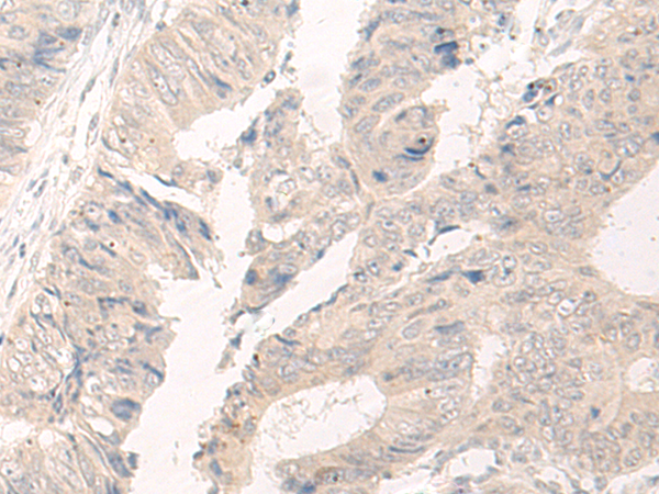 Rabbit Polyclonal Antibody to C14orf180