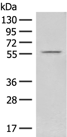 Rabbit Polyclonal Antibody to FAM155B