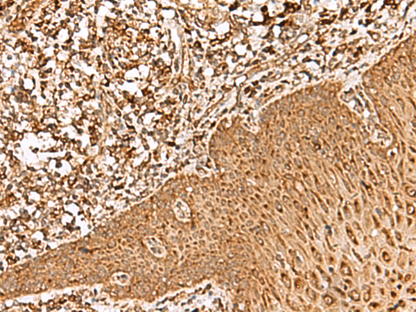 Rabbit Polyclonal Antibody to FAM200A