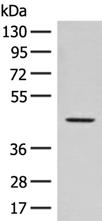 Rabbit Polyclonal Antibody to FAM50A