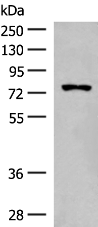 Rabbit Polyclonal Antibody to FBXL4