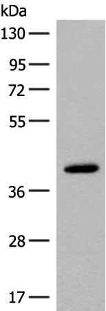 Rabbit Polyclonal Antibody to FCGRT