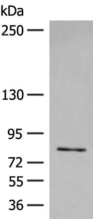 Rabbit Polyclonal Antibody to FGD3