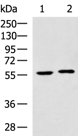Rabbit Polyclonal Antibody to SQSTM1