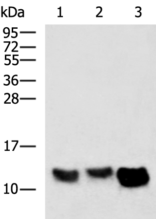 Rabbit Polyclonal Antibody to PLN