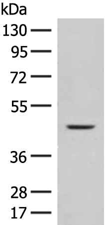 Rabbit Polyclonal Antibody to FUT10