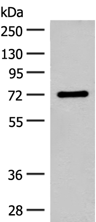 Rabbit Polyclonal Antibody to SLC6A11