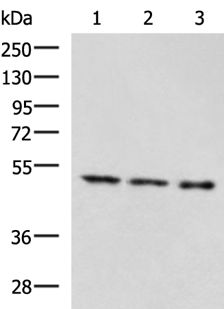 Rabbit Polyclonal Antibody to GABPB1