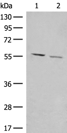 Rabbit Polyclonal Antibody to GADL1