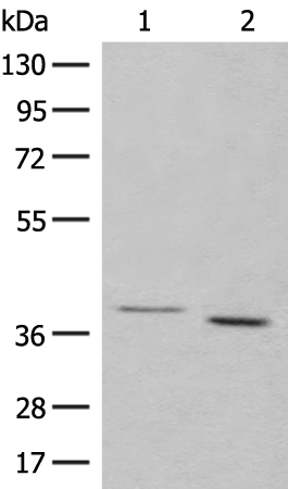 Rabbit Polyclonal Antibody to GALR1