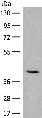 Rabbit Polyclonal Antibody to GBGT1