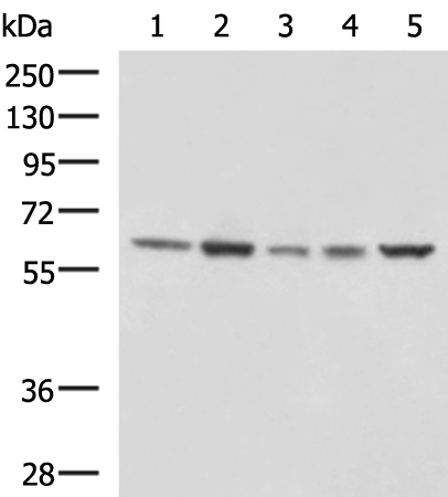 Rabbit Polyclonal Antibody to GPI
