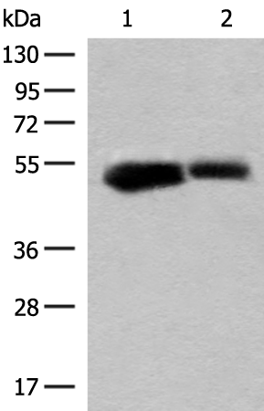 Rabbit Polyclonal Antibody to GLUD1