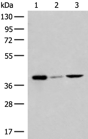 Rabbit Polyclonal Antibody to GP6