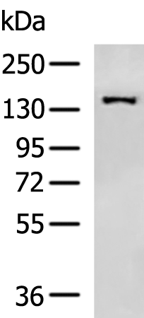 Rabbit Polyclonal Antibody to GOLGA3