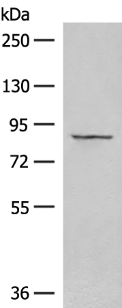 Rabbit Polyclonal Antibody to GOLGA5