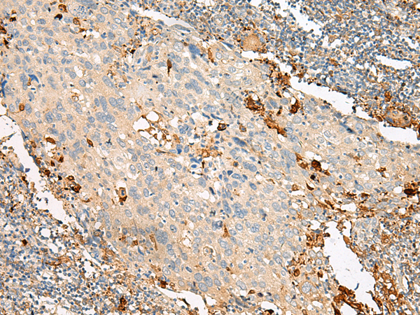 Rabbit Polyclonal Antibody to GPR132