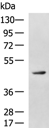 Rabbit Polyclonal Antibody to GPR1