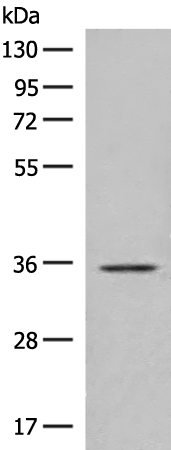 Rabbit Polyclonal Antibody to GPR146