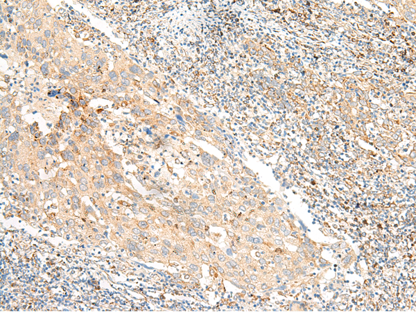 Rabbit Polyclonal Antibody to GPR19