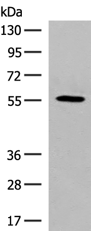 Rabbit Polyclonal Antibody to GPR22