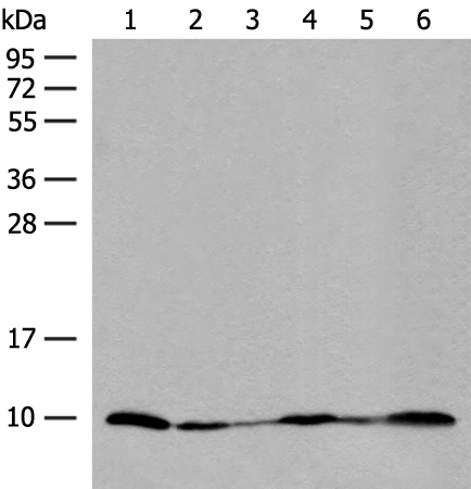 Rabbit Polyclonal Antibody to ROMO1