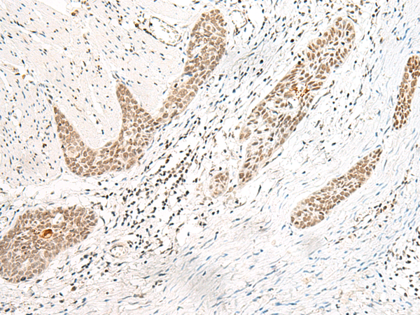 Rabbit Polyclonal Antibody to SELL