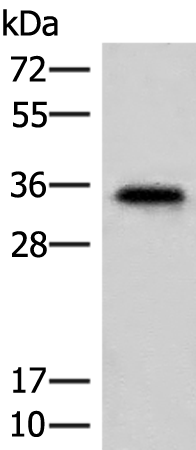 Rabbit Polyclonal Antibody to MS4A1