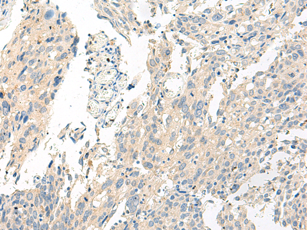 Rabbit Polyclonal Antibody to GPR26