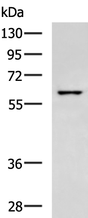 Rabbit Polyclonal Antibody to GPR37