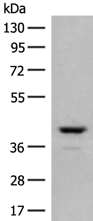 Rabbit Polyclonal Antibody to TAAR2