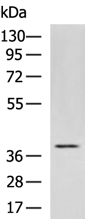 Rabbit Polyclonal Antibody to GPR62