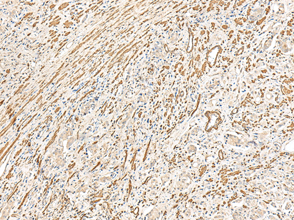 Rabbit Polyclonal Antibody to MRGPRD