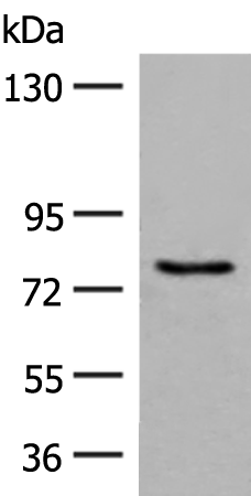Rabbit Polyclonal Antibody to GPRC6A