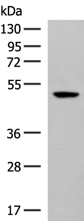 Rabbit Polyclonal Antibody to GPR142